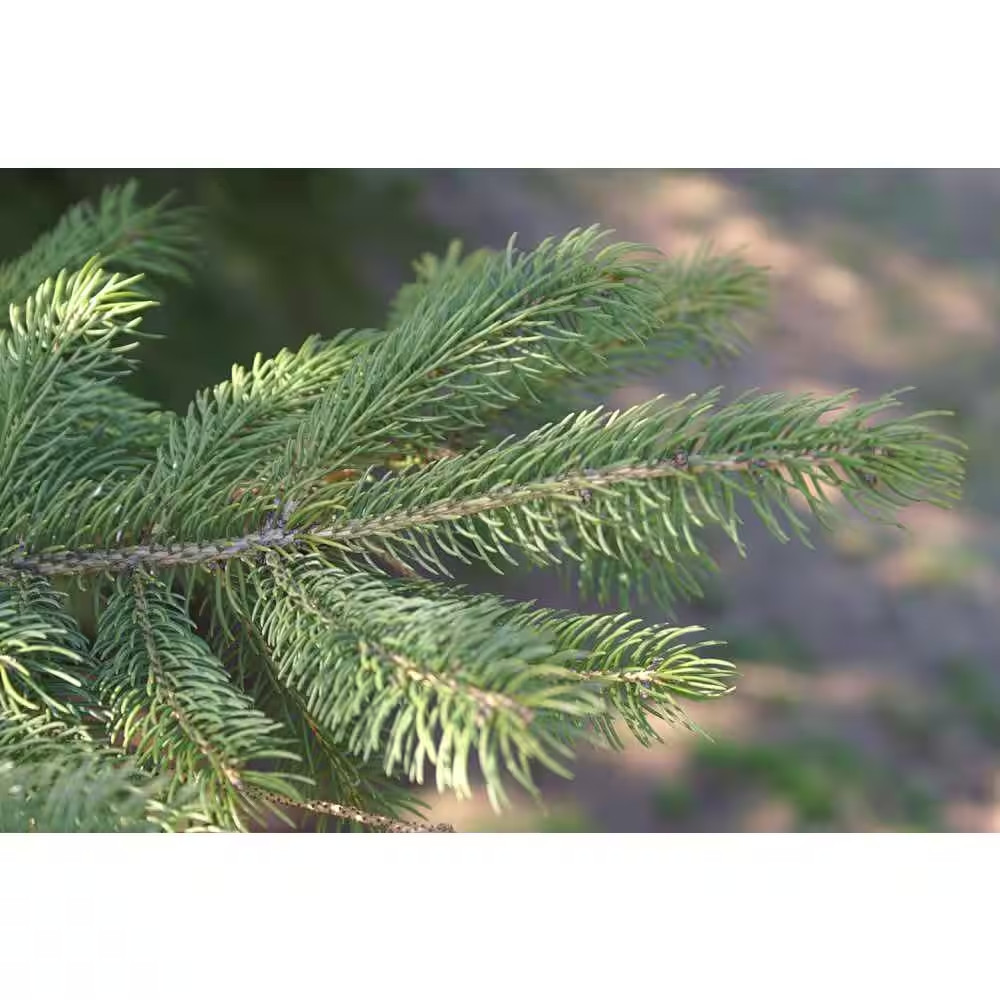 1 Gal. Dwarf Alberta Spruce Shrub Aromatic and Soft Evergreen Foliage, Almost No