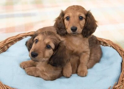 Wanted Long Haired Dachshund Dogs Puppies Gumtree