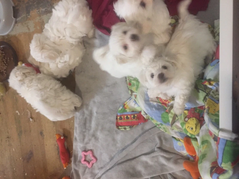 puppies gumtree