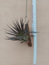 Tillandsia stricta, aufgebunden, XL