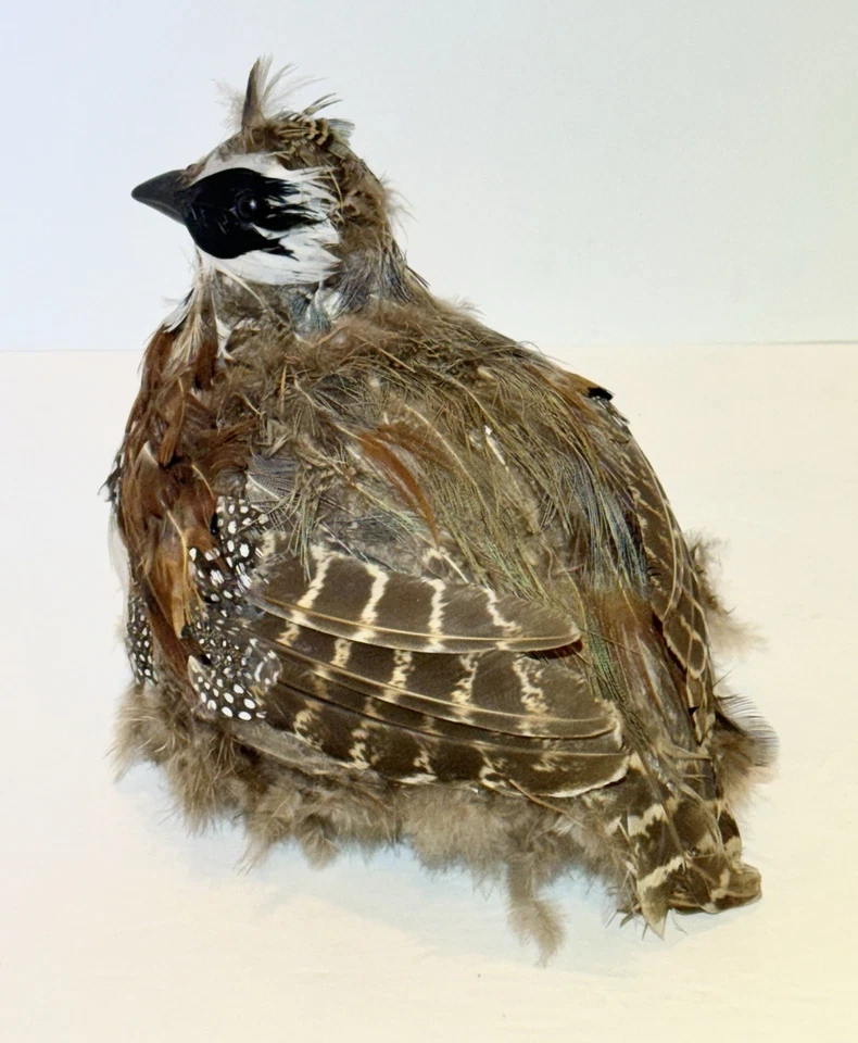Настольные перепелиные крепления реплика из перьев и пены Taxidermy - Изображение 2 из 4