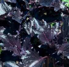 250 Purple Ruffled Basil Seeds  Fresh Seeds   Free Shipping 
