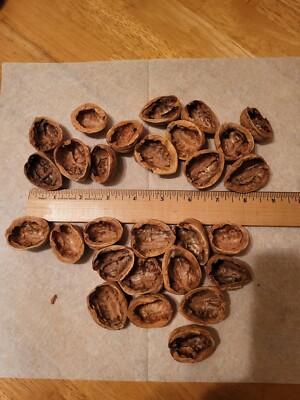 50 WALNUT SHELL HALFS REAL NUTURAL VARIOUS SIZES SFH