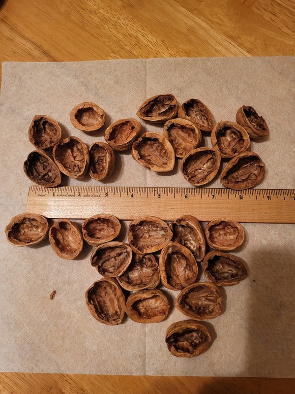 50 WALNUT SHELL HALFS REAL NUTURAL VARIOUS SIZES SFH