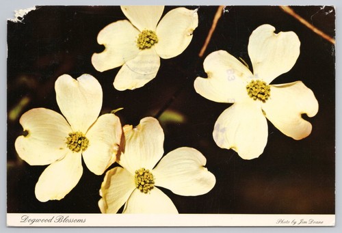 Vintage Dogwood Blossoms North Carolina State Flower Postcard
