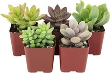 Shop Succulents | Assorted Collection | Succulent Plants | Fully Rooted