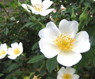 Rosa abyssinica Africa Arabia wild rose LIVE PLANT