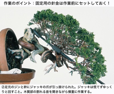 KIKUWA Bonsai Jack Telescopic Dual-Mode New from Japan