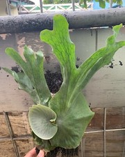 Platycerium Wandae mit Pflanzengesundheitszertifikat / DHL Express