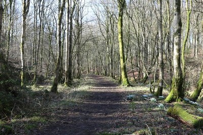 Photo 6x4 Track in Galla Hill Wood Gatehouse of Fleet  c2018
