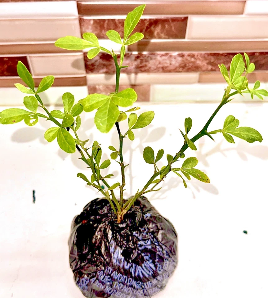 6" Presimmons Sapling – Rare Citrus Variety – Fully Rooted & Ready to Plant - Image 3 of 4