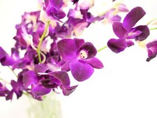 Dendrobium Deep Purple Cut Orchids by The Box of 7 Bunches