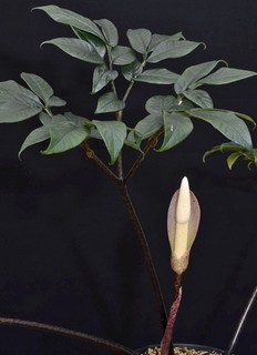 Amorphophallus ochroleucus. Carrion flower. 5.5cm wide dormant tuber. Aroid.