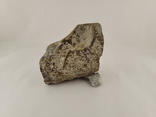 Dinosour Fossil Shark Tooth Embedded In Turtle Shell - Picture 19 of 22
