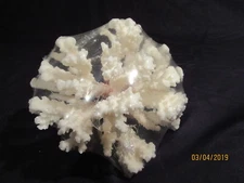 BROWN STEM CORAL NATURAL CLUSTER SEA SHELL REEFTANK AQUARIUM BEACH DECOR #2