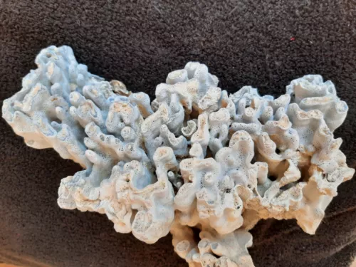 Vintage Blue Coral. Never been in Aquarium NOS 12 x 12  x 6