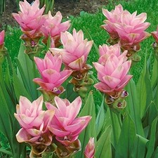 Pretty Imported Double Curcuma Lite Pink Colour Flower Bulbs Pack Of 5 Bulbs