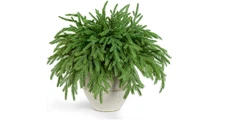 50 Pcs Artificial Norfolk Pine Stems Real Touch Faux Greenery Picks for DIY