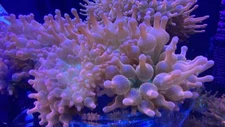 Rainbow Bubble Tip Anemone (BTA)