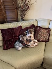 Pet Photo Pillow Custom Shaped Pillow  Dogs, Cats, People Photo, Med shown