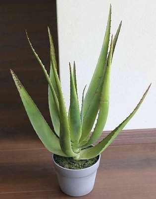 artplants Künstliche Aloe NAMIKA im Topf, grün, 50cm