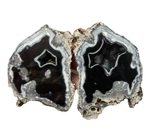 Incredible Agatized Coral Geode Tampa Bay Florida Rare Specimen