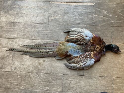 Rooster RINGNECK PHEASANT SKIN 2 Wings Tail Feathers Wall Art Taxidermy Man Cave
