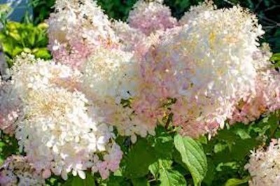 1 Phantom Hydrangea Starter Plant 6-8'' Tall Hydrangea Paniculata