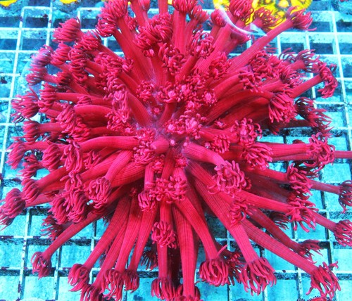 Rose Goniopora Frag Zoanthids SPS LPS Corals, 5-6 Polyps