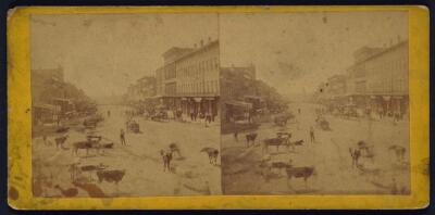 Massachusetts Street, Lawrence, Kansas cattle in foreground, 323 mi - Old Photo