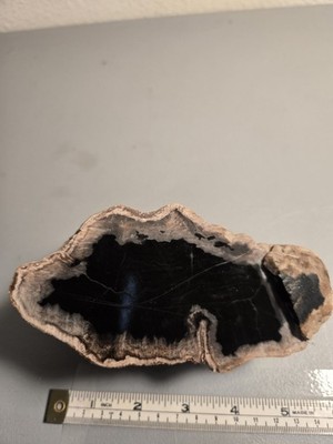 Petrified Wood Limb Cast End Cut. 12mm x 9mm x 7mm, 2.5lb.