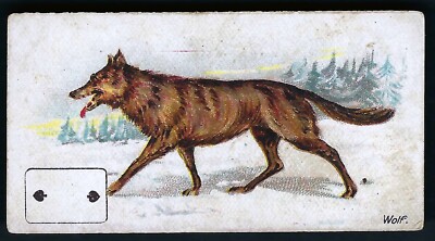 WILLS - WILDE ANIMALS OF THE WORLD (P/C EINSATZ) - WOLF, ZWEI SPATEN