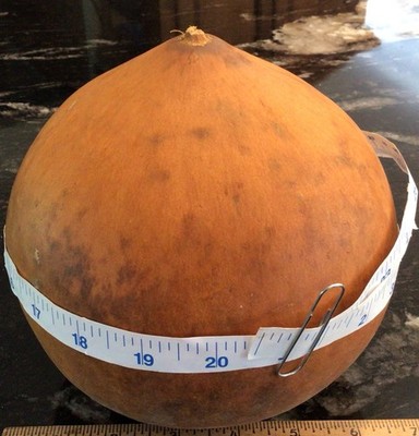 Clean Dry Gourd For Crafting 6.5 , 7.5 High, 20.5 Circumference