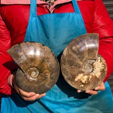 6.42LB 2pcs Natural Whole Ammonite Fossilized Crystal Mineral Specimen Healing