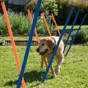 dog activity equipment