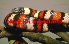 Reptiles Amphibians Corel Royalty-Free Stock Photo CD-ROM Disk USB