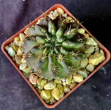 Neochilenia huascensis, cactus plant