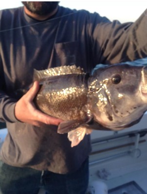 18 Heavy Banana Tog Blackfish Jig Box. 1.5, 2 Ounce In 6 High Catch Colors