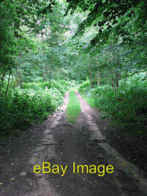 Photo 6x4 Track into Leechpit Plantation Oulton/TG1328 Turning off Hall  c2008