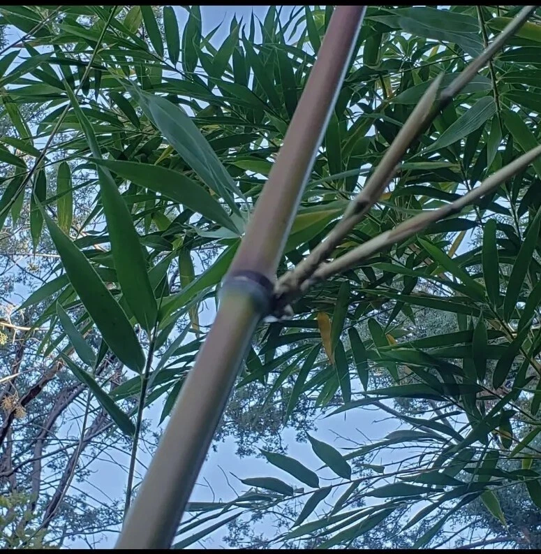 Bamboo Red Margin Phyllostachys Rubromarginata Bare Root Plant Rhizome Privacy  - Image 4 of 4