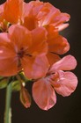 Foto 4 di 7