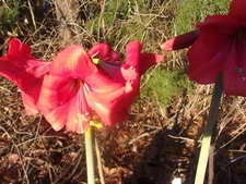 One small Amaryllis offset Pink Ice 6-12 cm. Hippeastrum lily flower