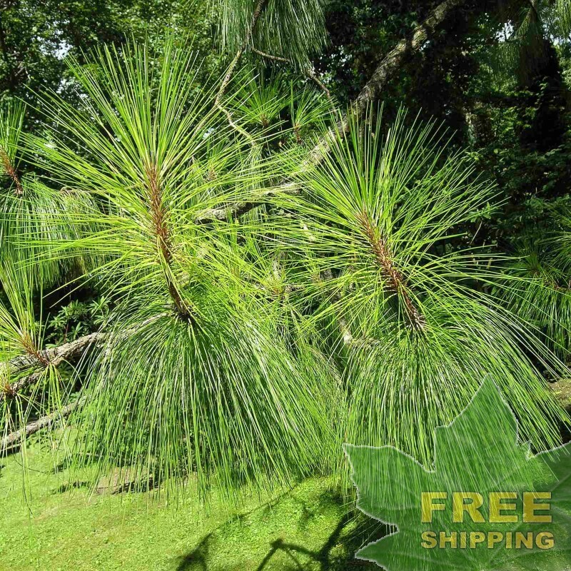 YUNNAN PINE Pinus Yunnanensis - 10 SEEDS. FREE S&H | eBay YUNNAN PINE Pinus Yunnanensis - 10 SEEDS. FREE S&H | eBay