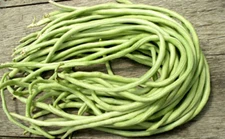 15+Yard Long Bean seeds Asian Chinese Long Bean String beans Productive USA