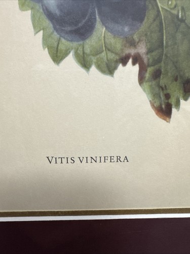 Set Of 2 - Carlos Von Riefel - Vitis Vinifera & Fragaria Grandiflora Prints - Picture 16 of 21