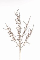 Artplants KüNstlicher Zweig Asparagus Acutifolius Parnaso, Gold, 100Cm