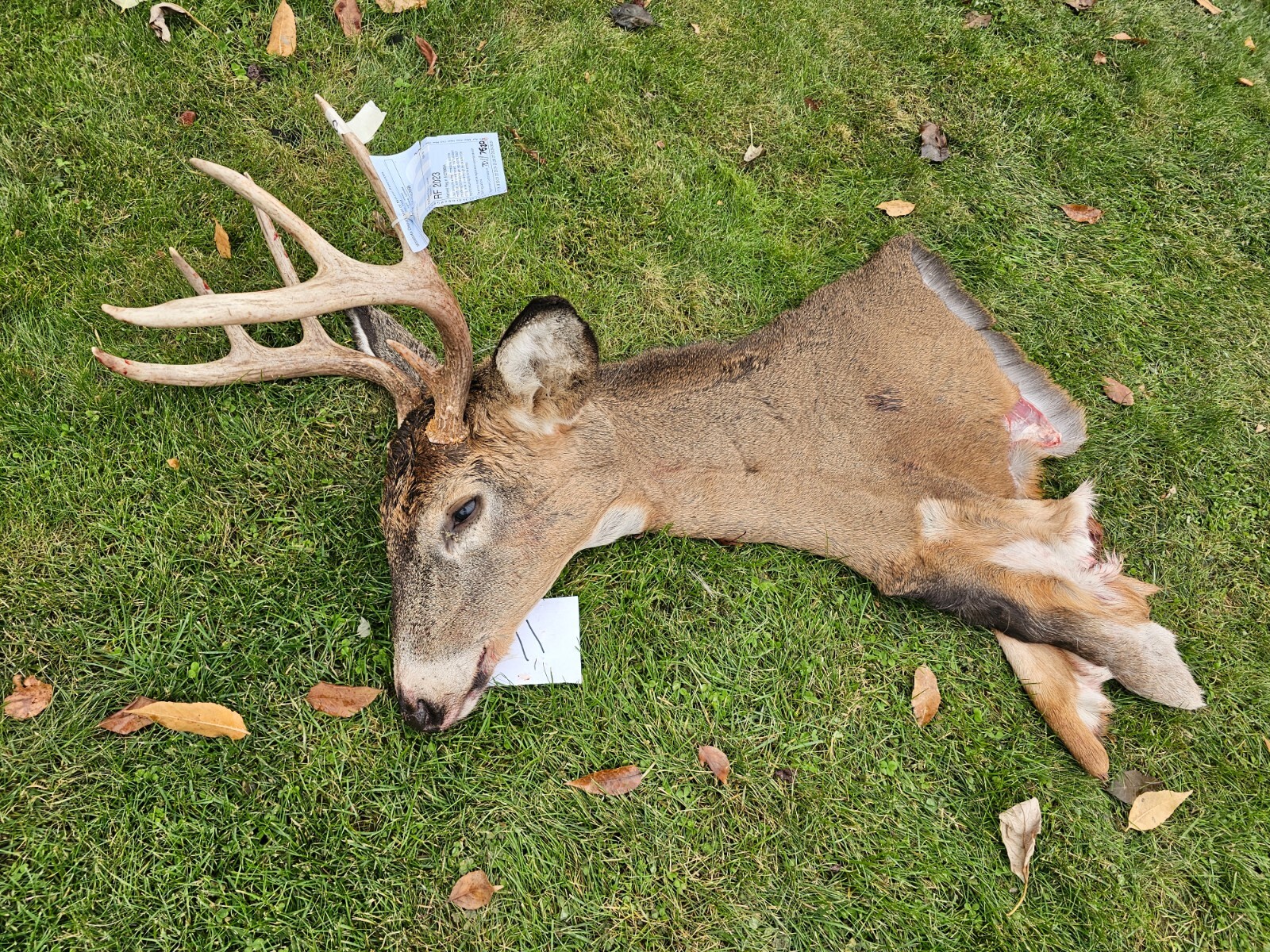 WHITETAIL DEER CAPE 23"!! Taxidermy hide mount capes fur antlers shed