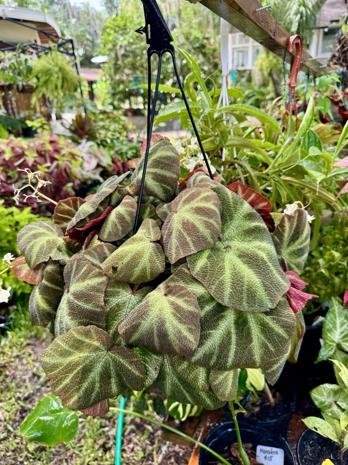 Begonia Basket Plant