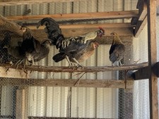 6 Hatching Eggs Read Description for Details