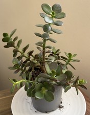 Crassula Ovata Minima Succulent Jade Plant cuttings